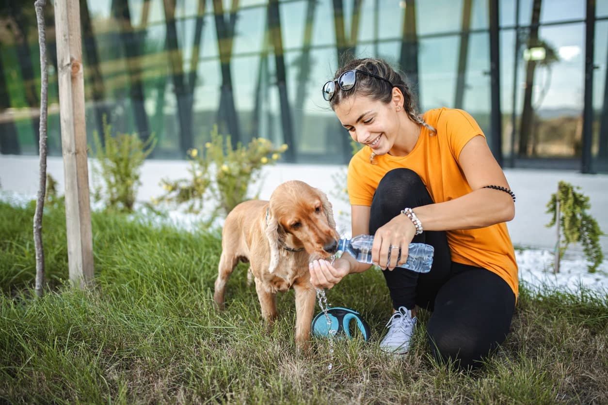 Article post image 20250618 Pet Katoikidio Frontida to Kalokairi