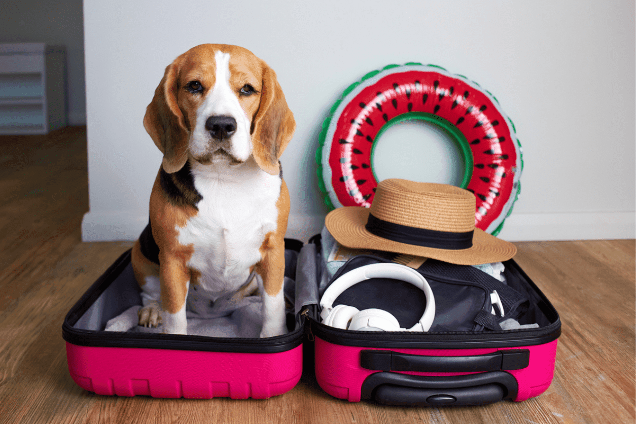 Article post image 20250716 Katoikidio Pet Hotels Gia Skylous Kai Gates